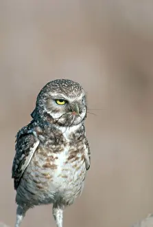 Bringing: Burrowing Owl