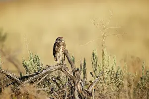 Cunicularia: Burrowing Owl