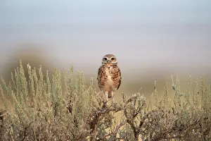 Cunicularia: Burrowing Owl