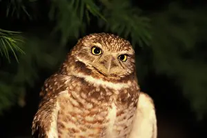 Cunicularia: Burrowing Owl