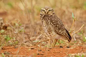 Cunicularia: Burrowing Owl