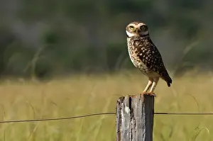 Athene: Burrowing Owl