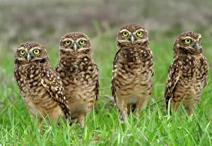 Quirky: Burrowing Owl