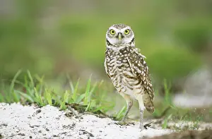 Cunicularia: Burrowing Owl (Athene cunicularia)