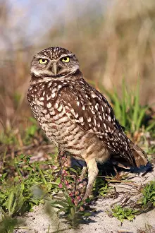Floridian: Burrowing Owl (Athene cunicularia)