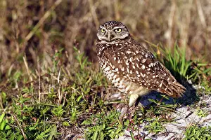 Floridian: Burrowing Owl (Athene cunicularia)