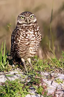 Floridian: Burrowing Owl (Athene cunicularia)