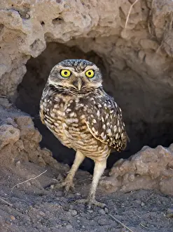 Burrowing: Burrowing Owl (Athene cunicularia), in front of