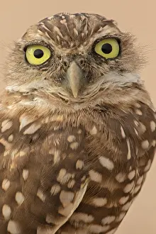 291018: burrowing owl, (Athene cunicularia), Arizona