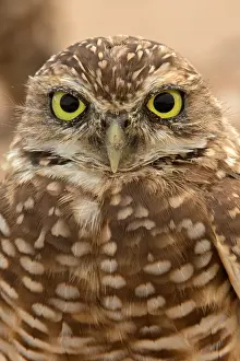 291018: burrowing owl (Athene cunicularia), Arizona