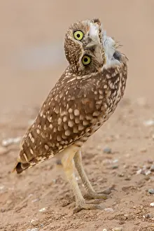 Cocked: burrowing owl (Athene cunicularia), Arizona