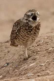 Screaming: burrowing owl (Athene cunicularia), Arizona