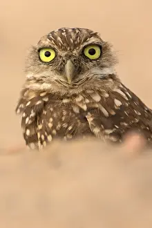 Burrowing: burrowing owl, (Athene cunicularia), Arizona