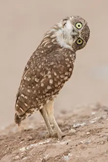Burrowing: burrowing owl (Athene cunicularia), Arizona