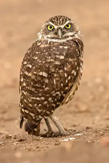 Burrowing: burrowing owl, (Athene cunicularia), Arizona