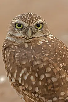 Burrowing: burrowing owl (Athene cunicularia), Arizona