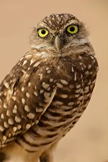 Burrowing: burrowing owl, (Athene cunicularia), Arizona