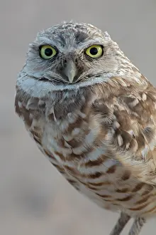 Burrowing: burrowing owl, (Athene cunicularia), Arizona