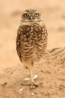 Burrowing: burrowing owl, (Athene cunicularia), Arizona
