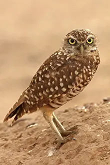 Burrowing: burrowing owl (Athene cunicularia), Arizona
