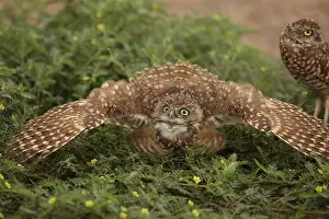 Weird: burrowing owl (Athene cunicularia), Arizona