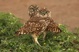Burrowing: burrowing owl (Athene cunicularia), Arizona