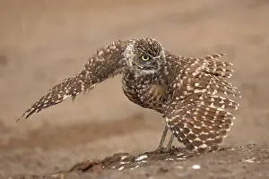 Weird: burrowing owl (Athene cunicularia), Arizona