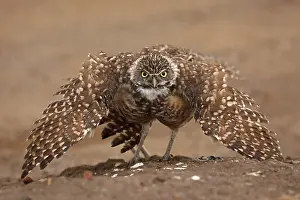 Weird: burrowing owl (Athene cunicularia), Arizona
