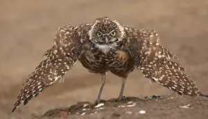 Weird: burrowing owl (Athene cunicularia), Arizona