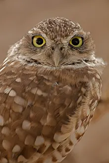 Burrowing: burrowing owl (Athene cunicularia), Arizona
