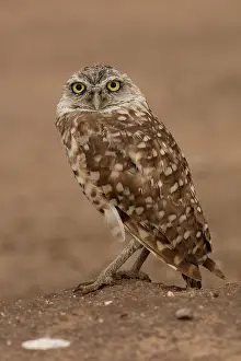 Burrowing: burrowing owl (Athene cunicularia), Arizona