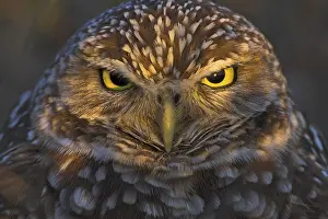 Owls: Burrowing Owl (Athene cunicularia), Florida, USA