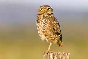 Burrowing: Burrowing Owl (Athene cunicularia) on the looko