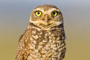 Burrowing: Burrowing Owl (Athene cunicularia) on the looko