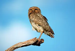 Speotyto: BURROWING OWL ON BRANCH