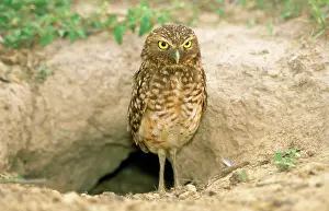 Speotyto: BURROWING OWL - BURROW BEHIND