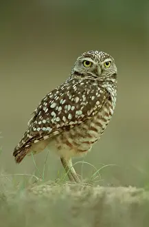 Cunicularia: Burrowing Owl at burrow