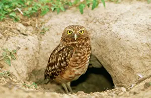 Speotyto: Burrowing OWL - at burrow entrance