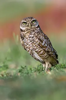 Athene: Burrowing owl, Cape Coral, Florida