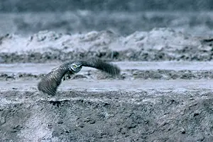 Cunicularia: Burrowing Owl in Flight