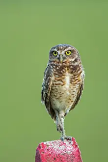 Llanos: Burrowing Owl, Los Llanos, Colombia