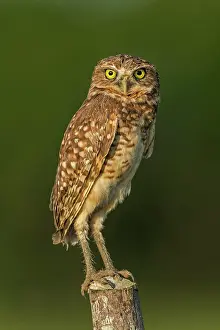 Llanos: Burrowing Owl, Los Llanos, Colombia