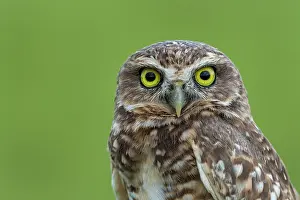 Llanos: Burrowing Owl, Los Llanos, Colombia