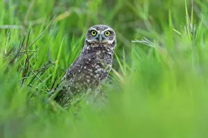 Llanos: Burrowing Owl, Los Llanos, Colombia