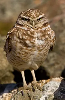 Burrowing: Burrowing Owl - overwintering