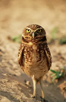 Speotyto: BURROWING OWL - ON SAND