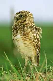 Speotyto: BURROWING OWL - STANDS IN GRASS