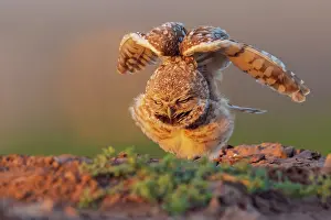 Ken Archer: Burrowing owl stretching and waking up at dusk southern