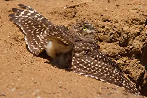 Sunbath: Burrowing Owl - taking a sunbath by spreading its
