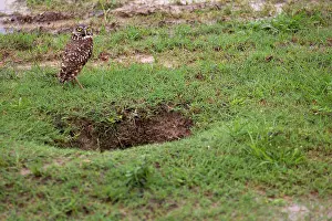 Burrows: Burrowing Owl Venezuela